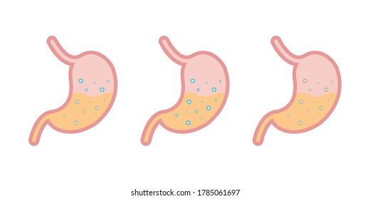 Sistema humano del tracto digestivo de órganos internos, ilustración vectorial