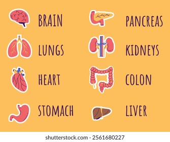 Internal organ human anatomy stickers isolated concept. Vector design graphic illustration