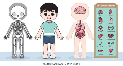 órgano interno, cuerpo humano, esqueleto, cráneo, hueso, cuerpo, anatomía