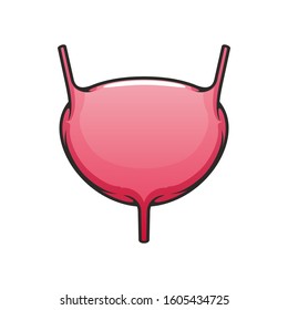 Internal organ icon, human bladder, urinary system vector. Anatomy and medicine object