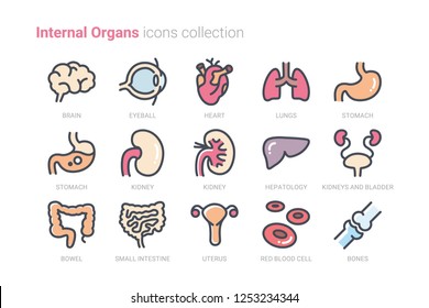 internal organ icon set