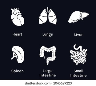 internal organ icon set royalty-free internal organ icon set stock vector art and more images of anatomy | Icon set, Icon collection, Organs Hearth, Liver, Blader, Intestine, lung, spleen