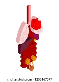 Internal organ isometric. 3D anatomy of human body. Heart and brain. Liver and stomach. Esophagus and pancreas. Kidney and spleen. Lungs. Systems of man body and organs. medical systems

