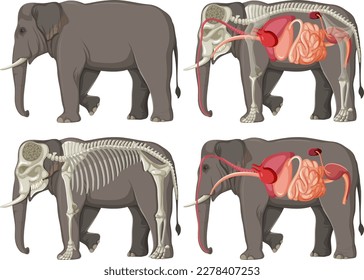 Interne Organe Anatomie einer Elefantengrafik