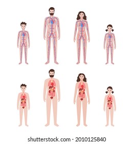 Internal organs, arterial and venous circulatory system in human body. Stomach, liver, heart, kidney, intestine and other organs in human silhouette. Blood vessels diagram. Medical vector illustration