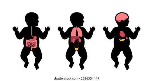 Internal organs in the baby body. Anatomical diagram with digestive, respiratory, urinary and endocrine systems in child silhouette, medical vector illustration of the biological system of newborn