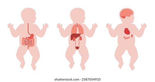 Internal organs in the baby body. Anatomical diagram with digestive, respiratory, urinary and endocrine systems in child silhouette, medical vector illustration of the biological system of newborn