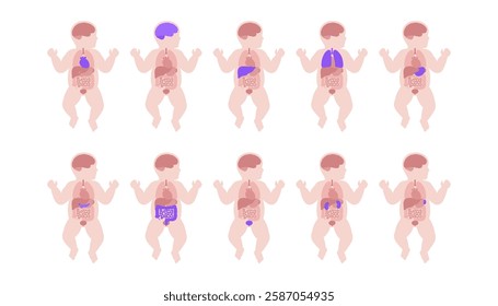 Internal organs in the baby body. Anatomical diagram with digestive, respiratory, urinary and endocrine systems in child silhouette, medical vector illustration of the biological system of newborn