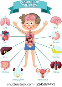 Organismos internos del cuerpo para niños ilustración