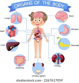 Organismos internos del cuerpo para niños ilustración