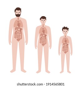 Internal organs in the body of man, teenager and child. Stomach, heart, kidney and other organs in male silhouette. Digestive, respiratory, cardiovascular systems. Human anatomy vector illustration.