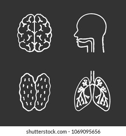 Internal organs chalk icons set. Brain, oral cavity, thymus, lungs with bronchi and bronchioles. Isolated vector chalkboard illustrations