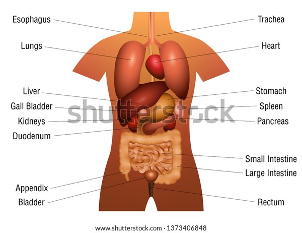 Abdominal Organ Chart