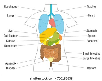 Internal Organs Latin Terms Schematic Chart Stock Vector (Royalty Free ...