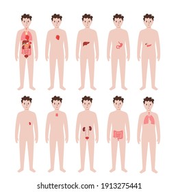 Internal organs in child body. Stomach, heart, kidney and other organs medical icon in boy silhouette. Digestive, respiratory, cardiovascular systems. Medical anatomy poster flat vector illustration