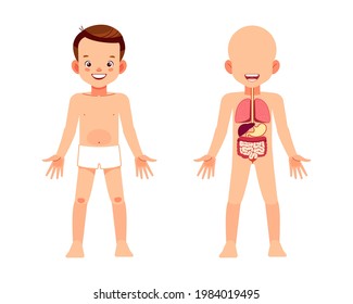 Internal organs digestive system human body. Cute boy internal organs digestive systems. My body, elements of educational infographics poster for kids. Cartoon vector clip art illustration Isolated.