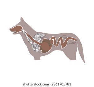 internal organs of the dog isolated vector illustration