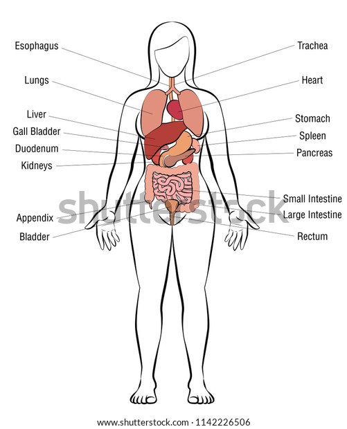 Internal Organs Female Body Schematic Human Stock Vector (Royalty Free