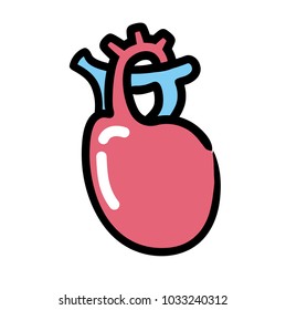 Internal organs: heart