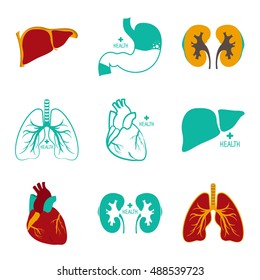 Internal organs of the human