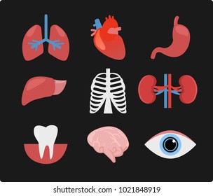 Órganos internos del Cuerpo Humano.