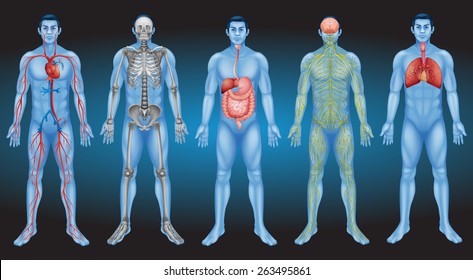 Internal organs of the human body