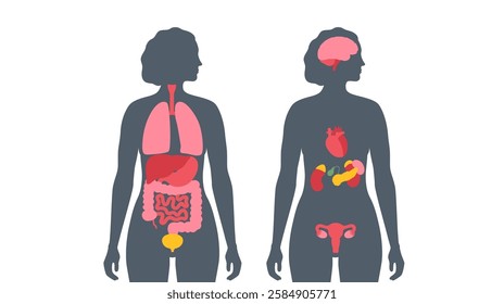 Internal organs in the human body. Anatomical diagram with digestive, respiratory, urinary and reproductive organs icons in female silhouette, medical flat vector illustration of the biological system