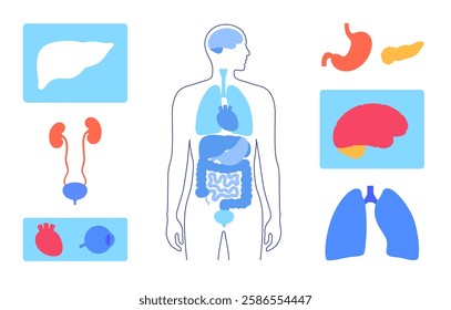 Internal organs in the human body. Anatomical diagram with heart, liver, eye, kidneys and stomach, lungs, pancreas, brain around male silhouette with biological system flat medical vector illustration