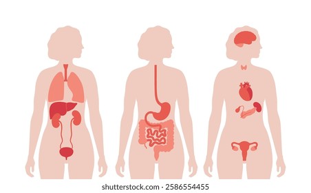 Internal organs in the human body. Anatomical diagram with digestive, respiratory, urinary and reproductive organs icons in female silhouette, medical flat vector illustration of the biological system