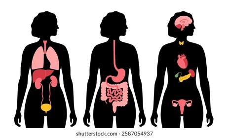 Internal organs in the human body. Anatomical diagram with digestive, respiratory, urinary and reproductive organs icons in female silhouette, medical flat vector illustration of the biological system