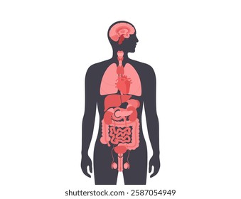 Internal organs in the human body. Anatomical diagram with digestive, respiratory, urinary, endocrine and reproductive systems in male silhouette, vector illustration of the biological system icons