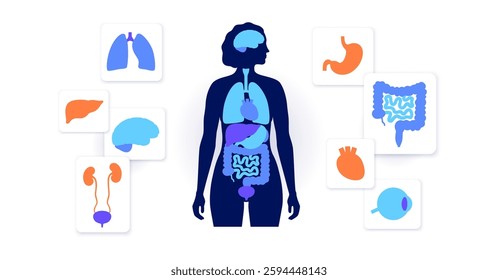 Internal organs in the human body. Anatomical diagram with lungs, liver, brain, kidneys and stomach, heart, intestines, eye around female silhouette with biological system medical vector illustration
