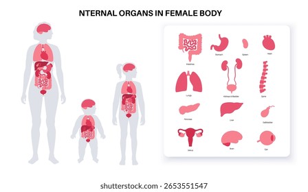 Órgãos internos no corpo humano. Diagrama anatômico com sistemas digestivos, respiratórios, urinários, endócrinos e reprodutivos em silhuetas adultas, adolescentes e bebês, ilustração vetorial plana