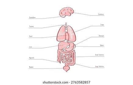 Internal organs in the