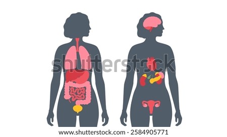 Internal organs in the human body. Anatomical diagram with digestive, respiratory, urinary and reproductive organs icons in female silhouette, medical flat vector illustration of the biological system