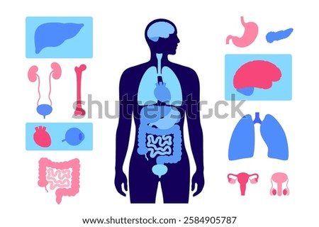 Internal organs in the human body. Anatomical diagram with digestive, respiratory, urinary and reproductive organs icons in male silhouette, medical flat vector illustration of the biological system