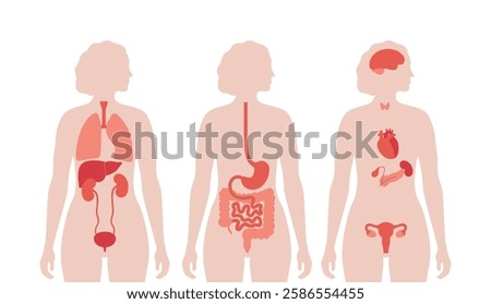 Internal organs in the human body. Anatomical diagram with digestive, respiratory, urinary and reproductive organs icons in female silhouette, medical flat vector illustration of the biological system
