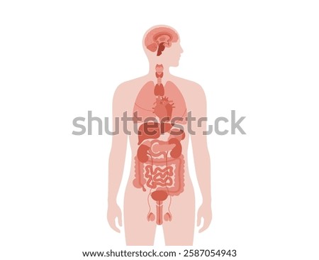 Internal organs in the human body. Anatomical diagram with digestive, respiratory, urinary, endocrine and reproductive systems in male silhouette, vector illustration of the biological system icons