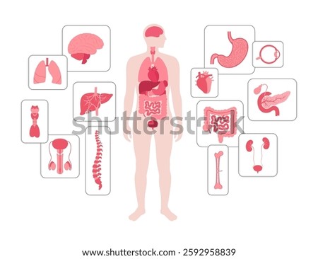 Internal organs in the human body. Anatomical diagram with digestive, respiratory, urinary, endocrine and reproductive systems in male silhouette, vector illustration of the biological system icons