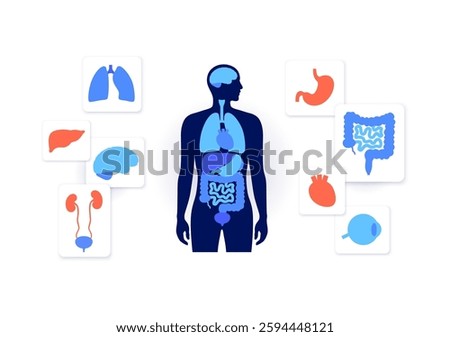 Internal organs in the human body. Anatomical diagram with lungs, liver, brain, kidneys and stomach, heart, intestines, eye around male silhouette with biological system medical vector illustration