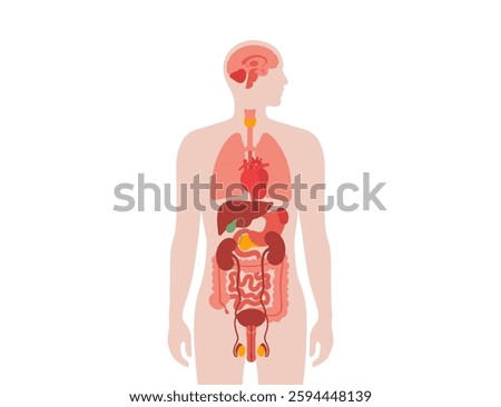 Internal organs in the human body. Anatomical diagram with digestive, respiratory, urinary, endocrine and reproductive systems in male silhouette, vector illustration of the biological system icons