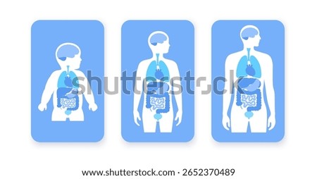 Internal organs in the human body. Anatomical diagram with lungs, liver, brain. Stomach, intestines, heart in male adult, teenager and baby silhouettes. Biological system medical vector illustration