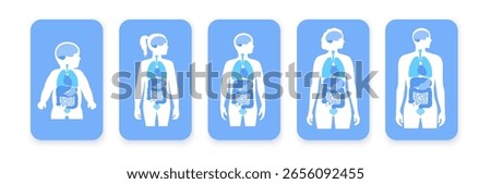 Internal organs in the human body. Anatomical diagram with lungs, liver, brain. Stomach, intestines, heart in male and female adult, teenager and baby silhouettes. Biological system medical vector