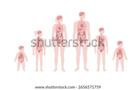 Internal organs in the human body. Anatomical diagram with lungs, liver, brain. Stomach, intestines, heart in male and female adult, teenager and baby silhouettes. Biological system medical vector