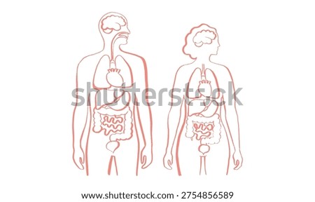 Internal organs in the human body. Anatomical diagram with lungs, liver, brain, kidneys and stomach, heart, intestines. DIgestive, respiratory, urinary biological systems medical vector illustration