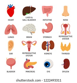 Internal organs. Human body anatomy organ icons, cartoon lungs and heart, urinary system and liver, reproductive function and brain, vector illustration