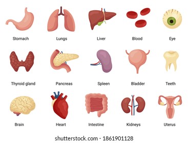 Internal organs of human body, anatomy and medicine. Anatomical chart for science education. Vector internal organs cartoon illustration isolated on white background