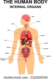 Internal organs of human body flat infographic poster scheme with icons images location name and definitions vector illustration. Heart ,brain, liver and kidneys, male reproductive system