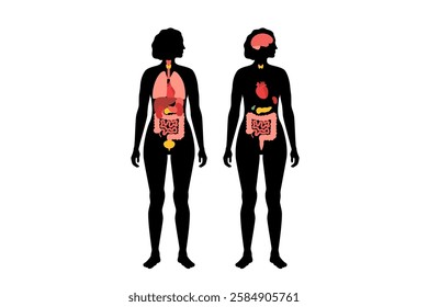 Internal organs in the human body infographic. Vital parts of biological system. Anatomical diagram with digestive, respiratory and urinary systems in the female silhouette medical vector illustration