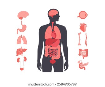 Internal organs in the human body infographic. Vital parts of biological system. Anatomical diagram with digestive, respiratory and urinary systems in the male silhouette medical vector illustration